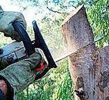 Tree and Shrub Care in Point Baker, FL