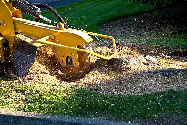 Best Tree Removal  in Point Baker, FL